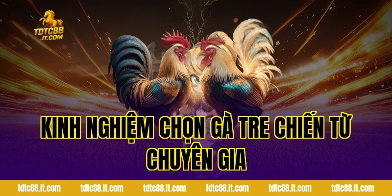Đá Gà Tre – Đặc Điểm Và Kinh Nghiệm Chọn Gà Hiệu Quả 2 Kinh Nghiệm Chọn Gà Tre Chiến Từ Chuyên Gia
